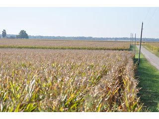 Property photo 9 - 220.9 +/- Acres Offered in 5 Tracts - Farmland Auction
